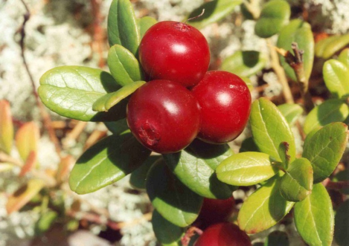 Βατόμουρα ή βακκίνια 