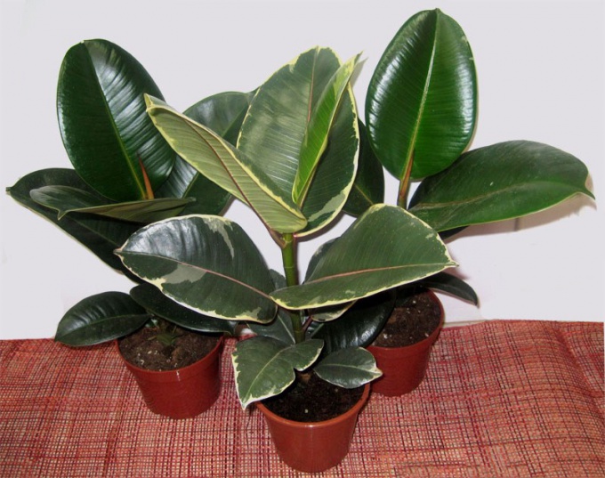 Ficus