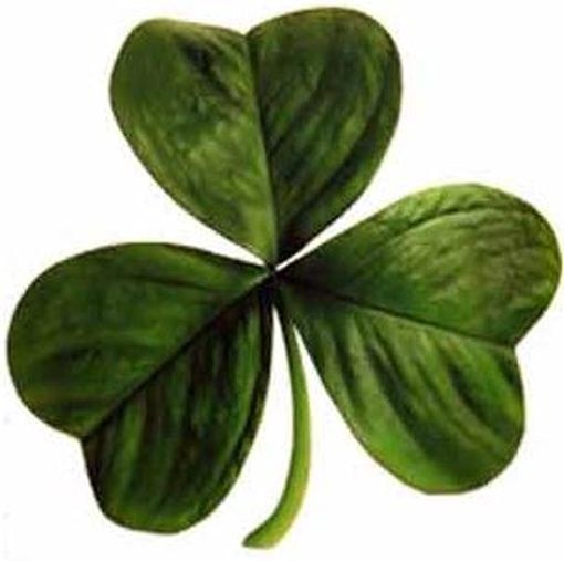 Shamrock, έμβλημα της Ιρλανδίας