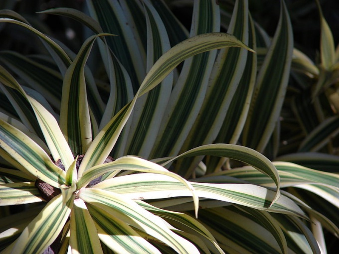 Δυσκολίες στην καλλιέργεια της dracaena