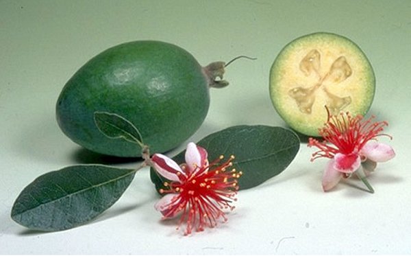 Feijoa για το ξεθώριασμα του δέρματος