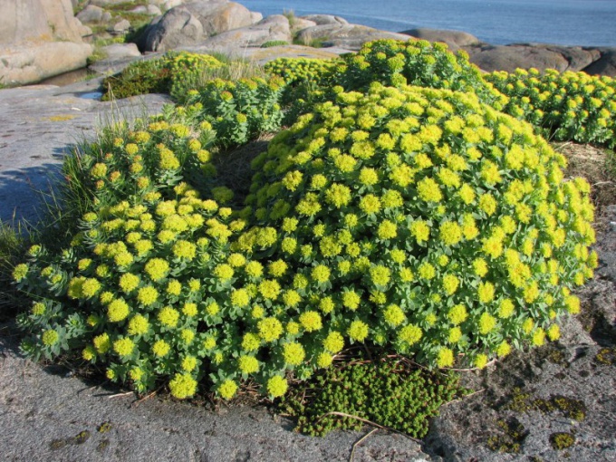 Πώς να χρησιμοποιήσετε το Rhodiola rosea στα καλλυντικά