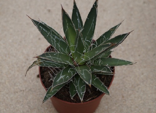 Agave: αναπαραγωγή, φροντίδα και παράσιτα