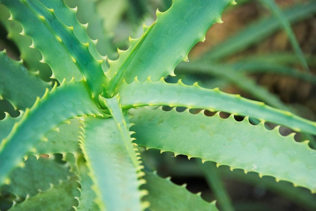 Aloe: φροντίδα για τον πράσινο γιατρό