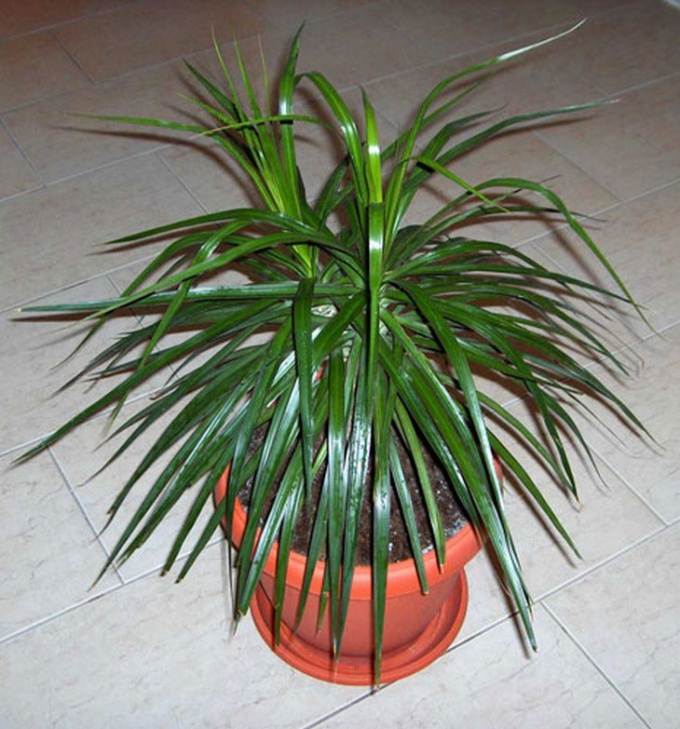 Πώς και σε ποιο δοχείο θα μεταμοσχευθεί η Dracaena