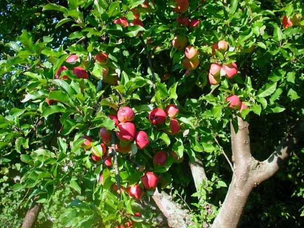 Πότε να ξεκινήσετε τη φύτευση ενός κήπου