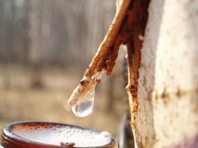 Γιατί Birch χυμό άνοιξη γλυκό