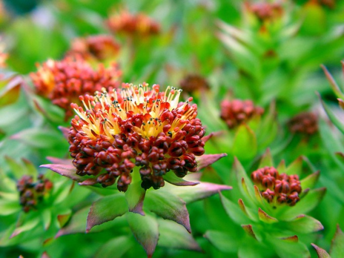 Ποιες είναι οι ιδιότητες του rhodiola rosea