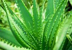 Aloe Vera - δημιουργήστε ένα φαρμακείο στο περβάζι