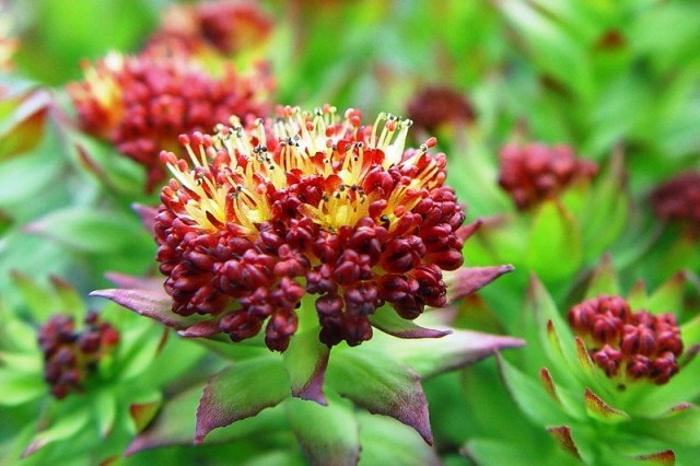 Το βάμμα Rhodiola rosea - ένα υπέροχο φάρμακο 