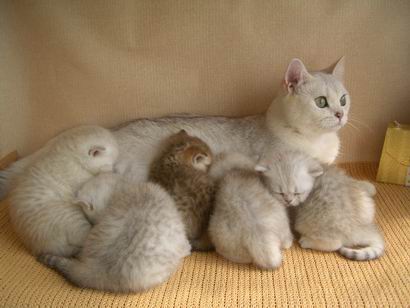 πότε θα συμβεί το Scottish Fold