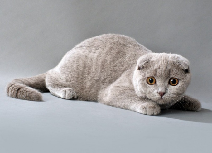 σε ποια ηλικία μπορείτε να συνδυάσετε το Scottish Fold