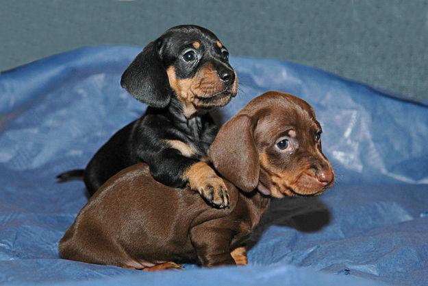 Πώς να τροφοδοτήσει ένα κουτάβι Dachshund