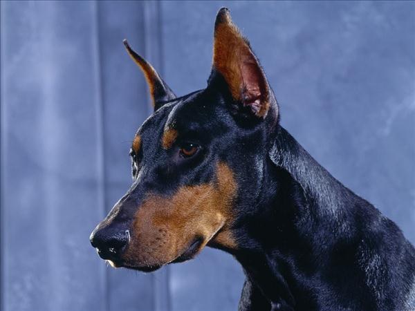 Πώς να φροντίσετε ένα dobermann