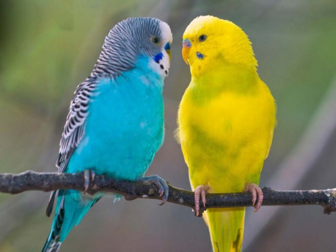 επιλέξτε και αγοράστε ένα budgerigar