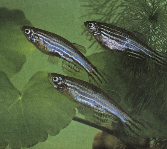 Συμβουλή 1: Πώς να διακρίνετε μια γυναίκα zebrafish