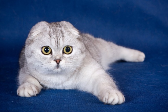 Πώς να επιλέξετε ένα γατάκι Scottish Fold