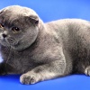 Scottish Fold - χαρακτηριστικά της φυλής