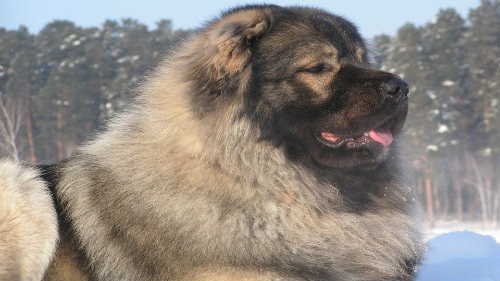 Συμβουλή 1: Τι μοιάζει ο Καυκάσιος Ποιμενικός;