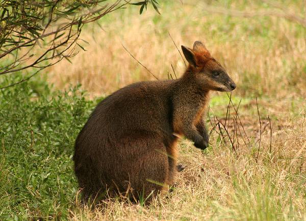 Wallaby: ορισμένα χαρακτηριστικά του είδους